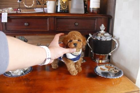 成約済の埼玉県のトイプードル-29309の5枚目