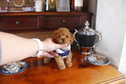 成約済の埼玉県のトイプードル-29309の1枚目