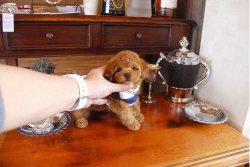 成約済の埼玉県のトイプードル-29309の2枚目