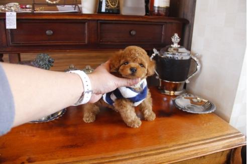 成約済の埼玉県のトイプードル-29309の3枚目