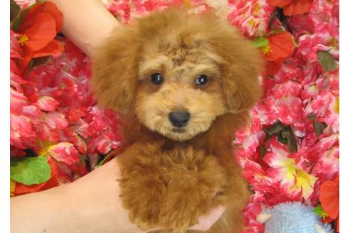 成約済の茨城県のトイプードル-29311の1枚目