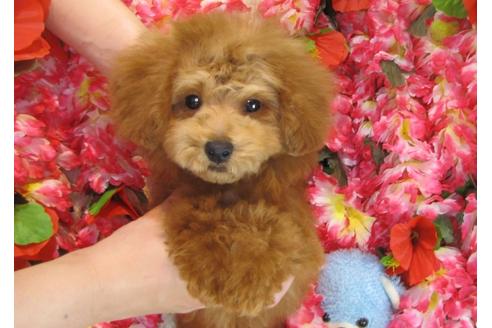 成約済の茨城県のトイプードル-29311の2枚目