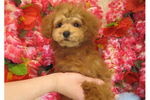 成約済の茨城県のトイプードル-29311の3枚目