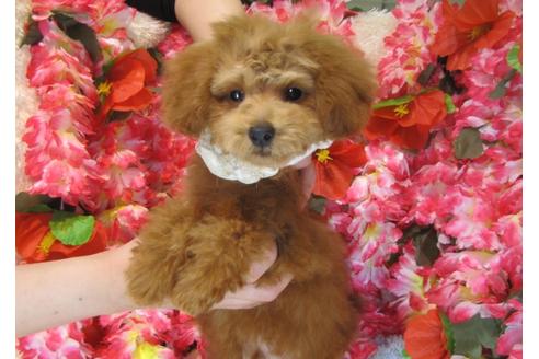 成約済の茨城県のトイプードル-29311の4枚目