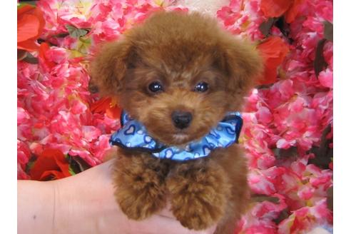 成約済の茨城県のトイプードル-29312の1枚目