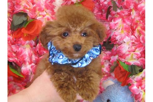 成約済の茨城県のトイプードル-29312の2枚目