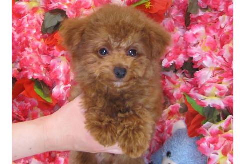 成約済の茨城県のトイプードル-29312の4枚目