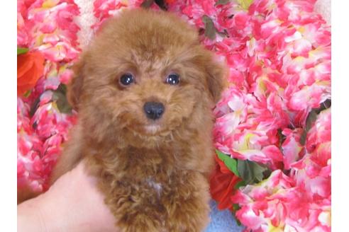 成約済の茨城県のトイプードル-29312の5枚目