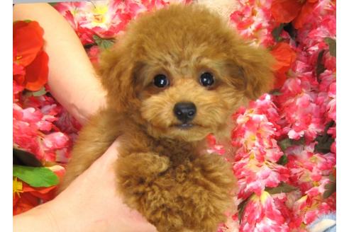 成約済の茨城県のトイプードル-29313の3枚目