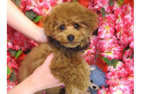 成約済の茨城県のトイプードル-29313の4枚目