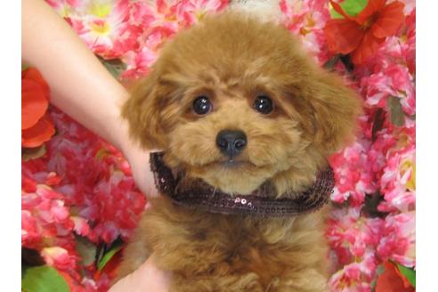 成約済の茨城県のトイプードル-29313の5枚目