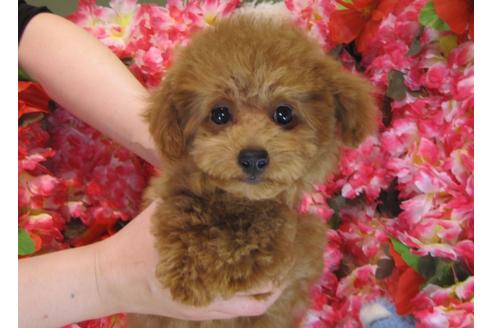 成約済の茨城県のトイプードル-29313の1枚目