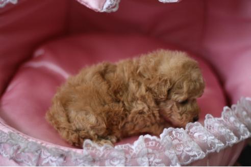 成約済の愛知県のトイプードル-29316の3枚目