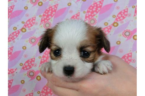 成約済の千葉県のパピヨン-29322の1枚目
