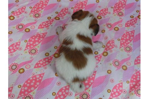 成約済の千葉県のパピヨン-29322の3枚目