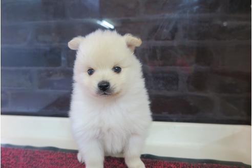 成約済の大阪府のポメラニアン-29349の1枚目