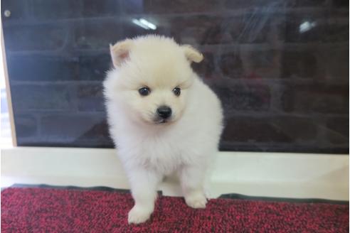 成約済の大阪府のポメラニアン-29349の2枚目