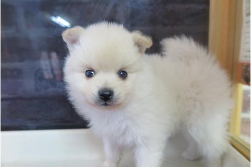 成約済の大阪府のポメラニアン-29349の3枚目