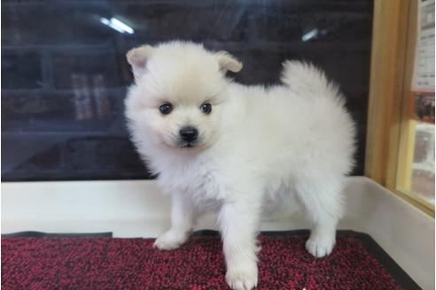 成約済の大阪府のポメラニアン-29349の4枚目