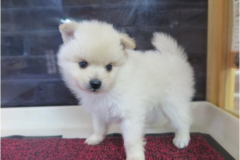 成約済の大阪府のポメラニアン-29349の5枚目