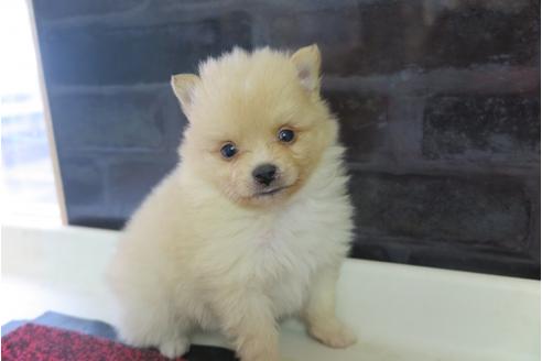 成約済の大阪府のポメラニアン-29350の2枚目