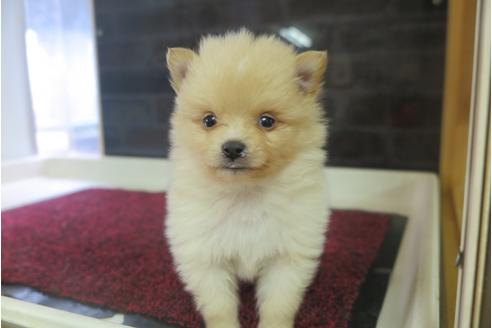 成約済の大阪府のポメラニアン-29350の4枚目