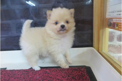 成約済の大阪府のポメラニアン-29350の5枚目