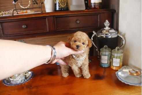 成約済の埼玉県のトイプードル-29382の1枚目