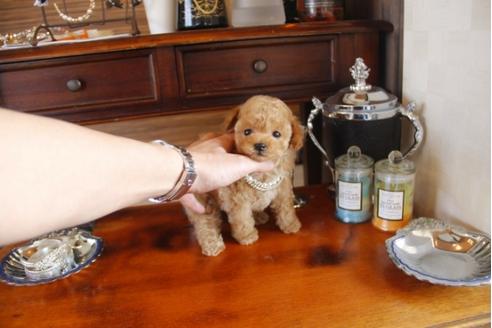 成約済の埼玉県のトイプードル-29382の2枚目