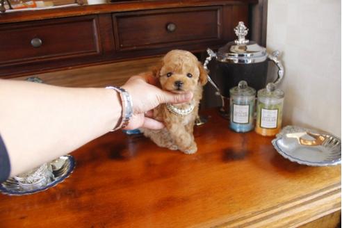 成約済の埼玉県のトイプードル-29382の3枚目