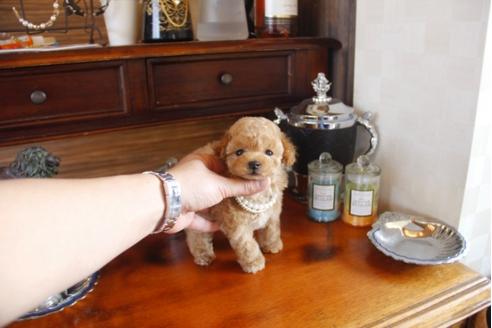 成約済の埼玉県のトイプードル-29382の4枚目