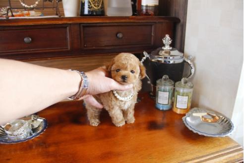 成約済の埼玉県のトイプードル-29382の5枚目