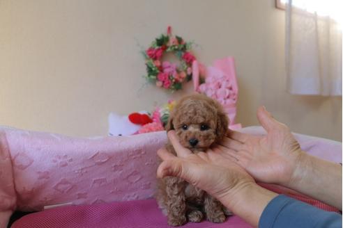 成約済の大阪府のトイプードル-29387の3枚目