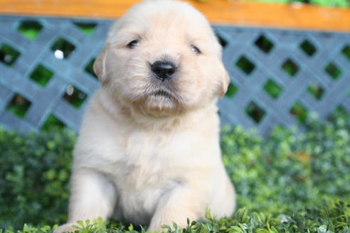 成約済の京都府のゴールデンレトリーバー-29408の4枚目