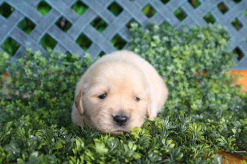 成約済の京都府のゴールデンレトリーバー-29408の2枚目