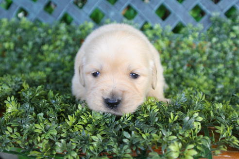 成約済の京都府のゴールデンレトリーバー-29408の1枚目