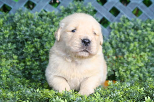 成約済の京都府のゴールデンレトリーバー-29409の4枚目