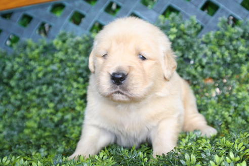 成約済の京都府のゴールデンレトリーバー-29409の3枚目