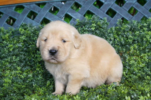 成約済の京都府のゴールデンレトリーバー-29409の2枚目