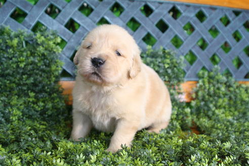 成約済の京都府のゴールデンレトリーバー-29409の1枚目