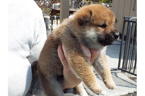 成約済の埼玉県の柴犬-29433の5枚目