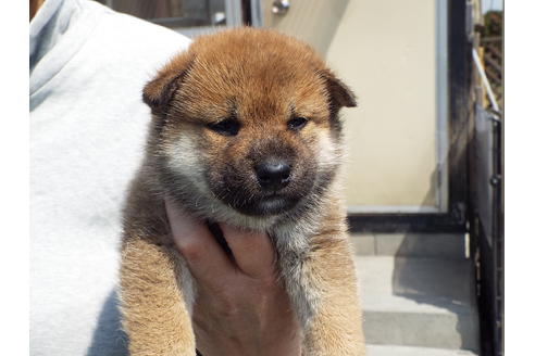 成約済の埼玉県の柴犬-29433の4枚目