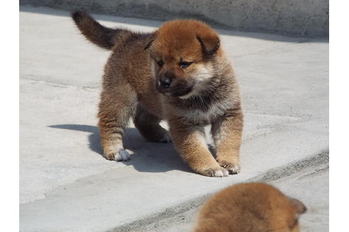 成約済の埼玉県の柴犬-29433の3枚目