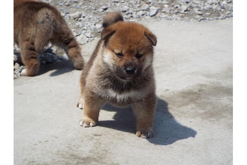 成約済の埼玉県の柴犬-29433の2枚目