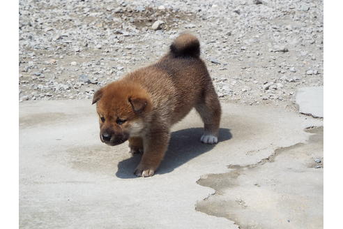 成約済の埼玉県の柴犬-29433の1枚目