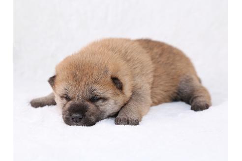 成約済の栃木県の柴犬-29447の2枚目