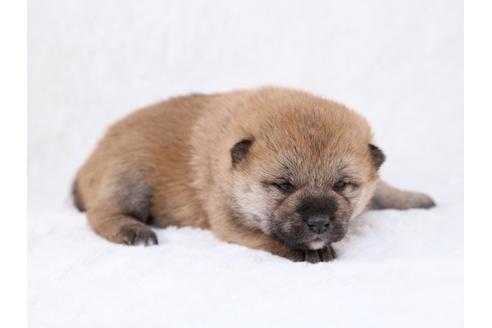 成約済の栃木県の柴犬-29447の3枚目