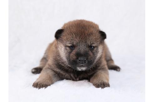 成約済の栃木県の柴犬-29448の1枚目