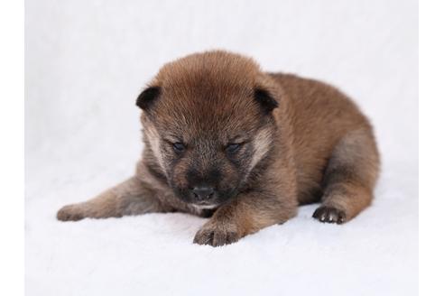 成約済の栃木県の柴犬-29448の2枚目