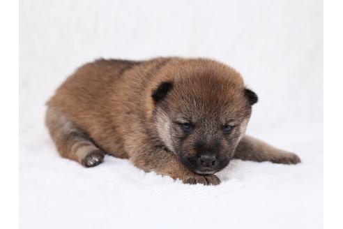 成約済の栃木県の柴犬-29448の3枚目